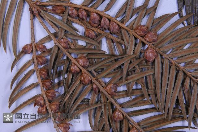 三尖杉藏品圖，第3張