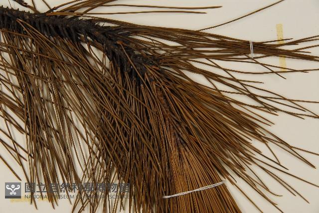 琉球松藏品圖，第3張