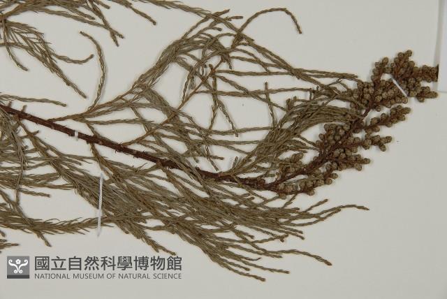 池杉藏品圖，第3張