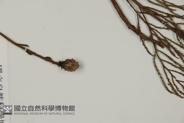 水松、廣東杉藏品圖，第3張