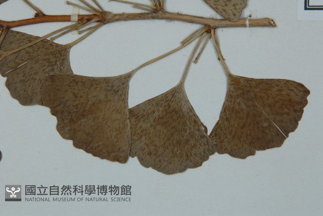 銀杏藏品圖，第3張