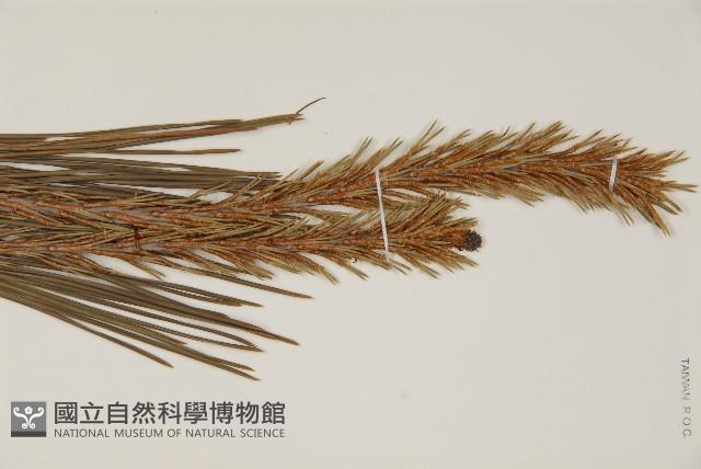 日本赤松藏品圖，第3張