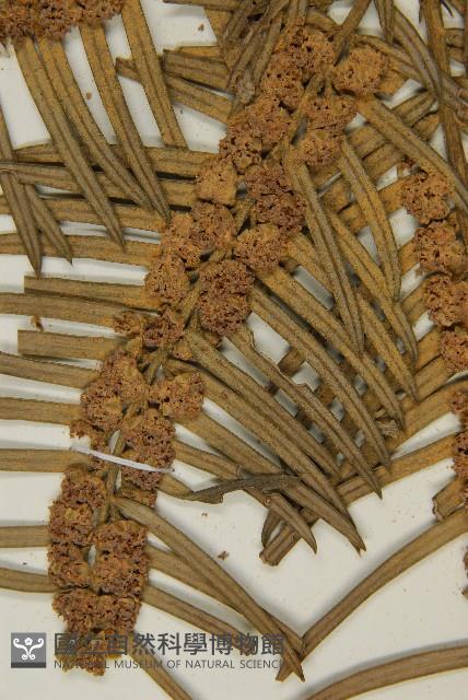 臺灣粗榧、台灣三尖杉藏品圖，第3張