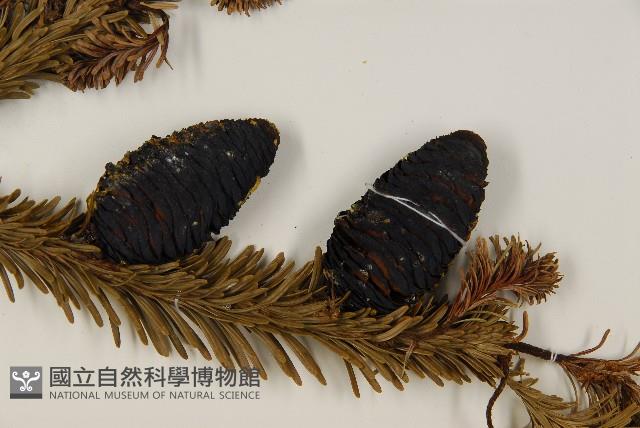 臺灣冷杉藏品圖，第3張