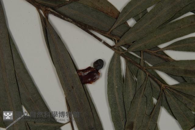 Accession Number:G000910 Collection Image, Figure 3, Total 5 Figures