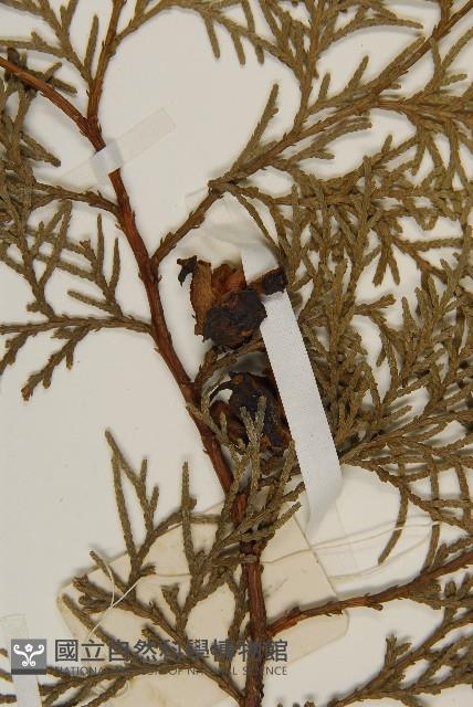 側柏藏品圖，第3張