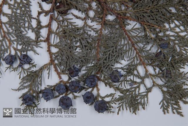 側柏藏品圖，第3張