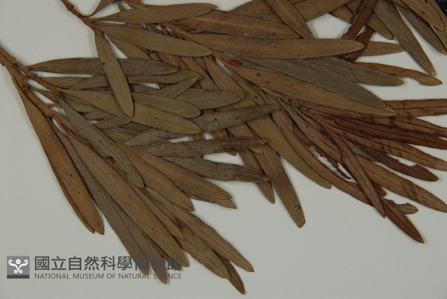 大葉羅漢松藏品圖，第3張