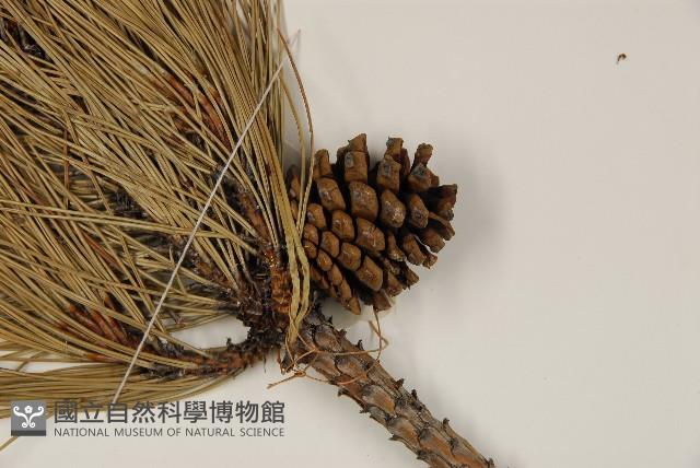 高山松藏品圖，第3張