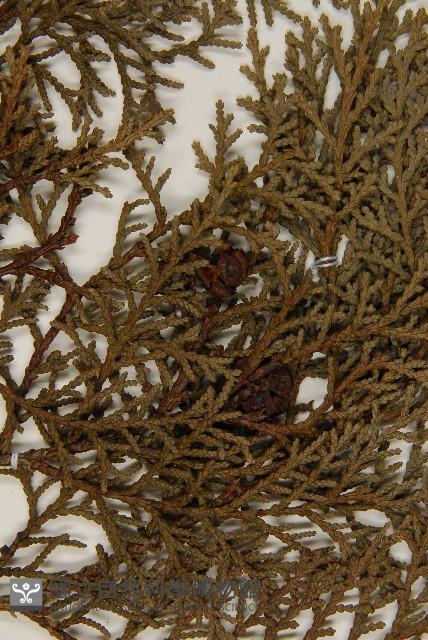 臺灣扁柏藏品圖，第3張