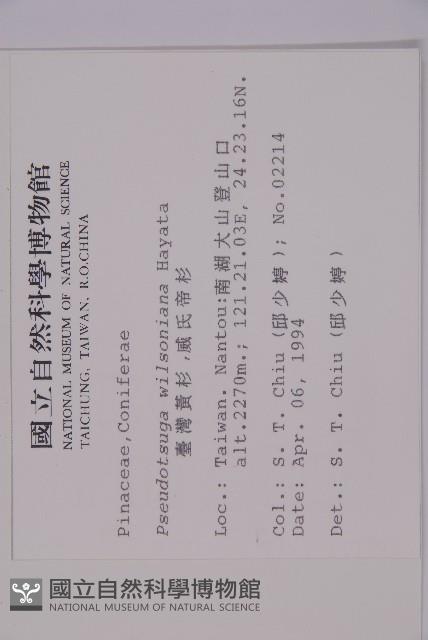 臺灣黃杉藏品圖，第2張