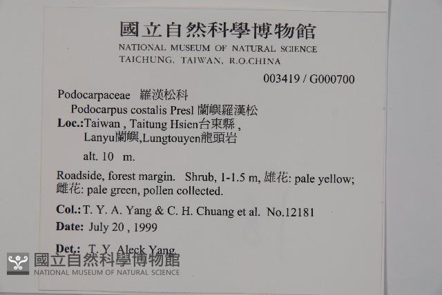 蘭嶼羅漢松藏品圖，第5張