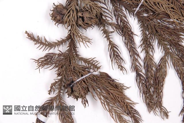 柳杉藏品圖，第3張