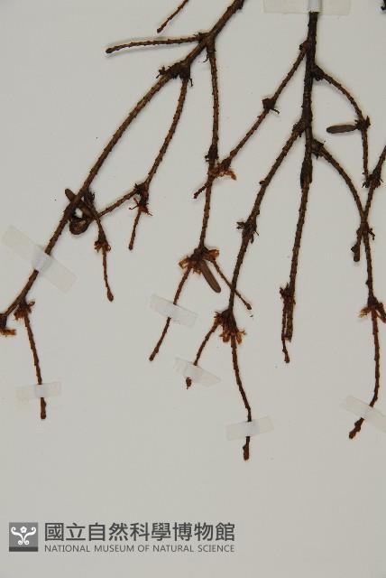 南方鐵杉藏品圖，第3張