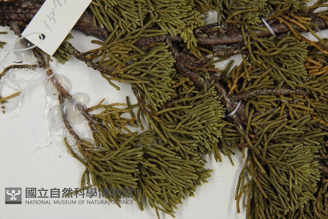 清水圓柏藏品圖，第3張