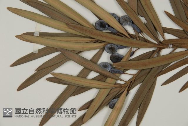 大葉羅漢松藏品圖，第3張