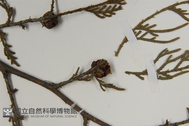 柏木、柏樹藏品圖，第3張