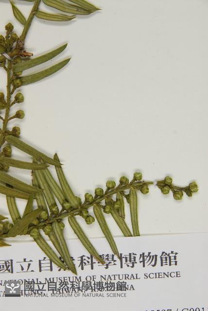 臺灣粗榧、台灣三尖杉藏品圖，第3張