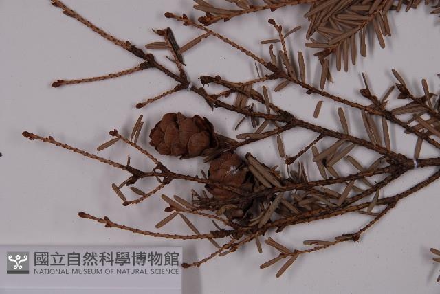 臺灣鐵杉藏品圖，第3張