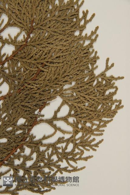 側柏藏品圖，第3張