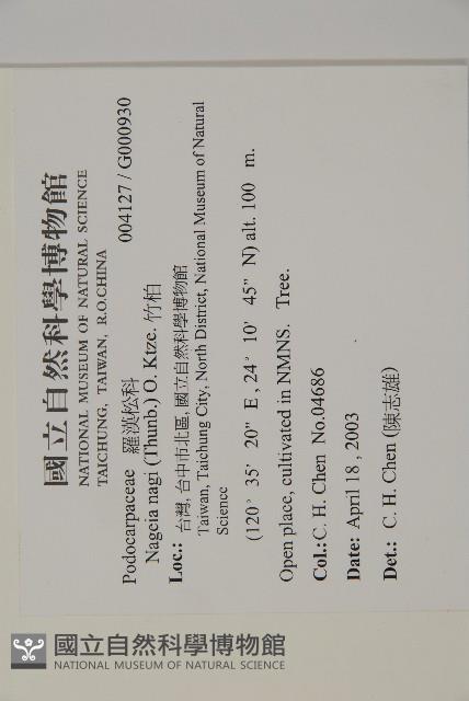 竹柏藏品圖，第2張