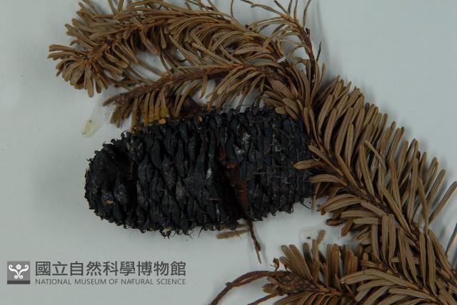 急尖長苞冷杉藏品圖，第3張