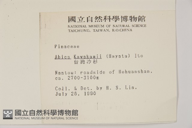 臺灣冷杉藏品圖，第2張