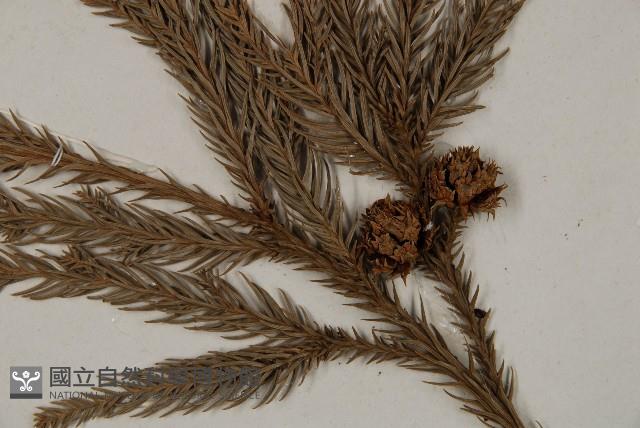 柳杉藏品圖，第3張