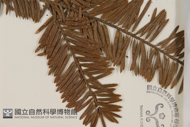 油杉藏品圖，第3張