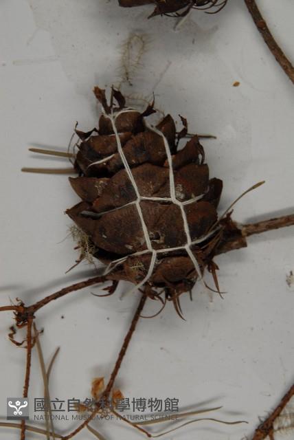 瀾滄黃杉藏品圖，第3張