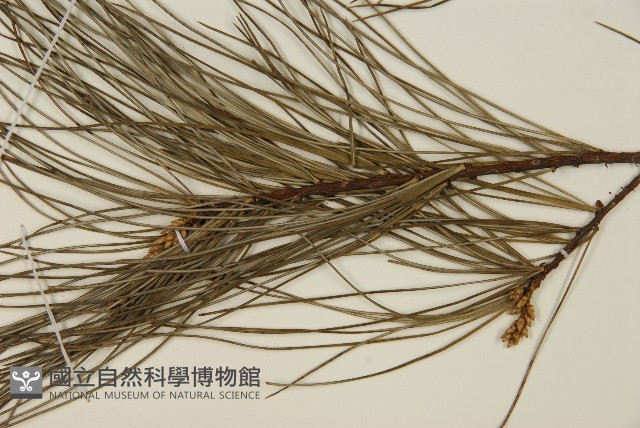 臺灣華山松藏品圖，第3張