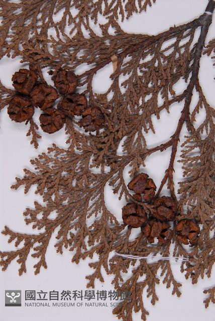 臺灣扁柏藏品圖，第3張