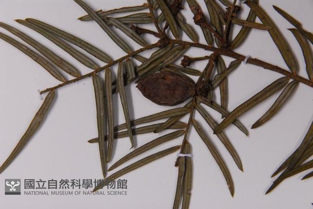 臺灣粗榧、台灣三尖杉藏品圖，第3張