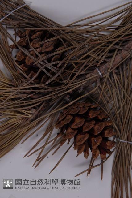 黑松藏品圖，第3張