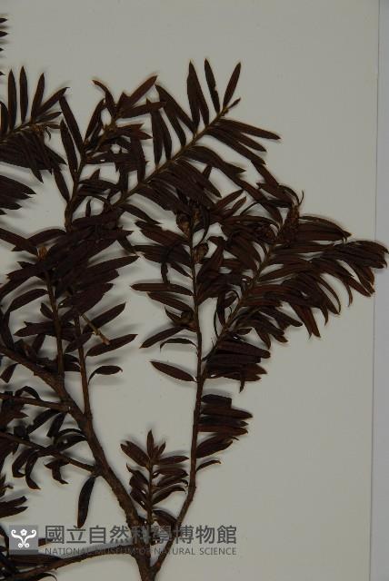 臺灣紅豆杉、紫杉、南方紅豆杉藏品圖，第3張