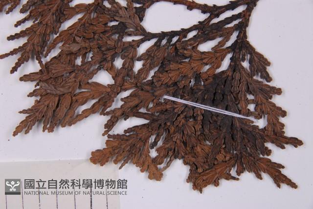 福建柏藏品圖，第3張