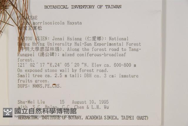 臺灣五葉松藏品圖，第2張