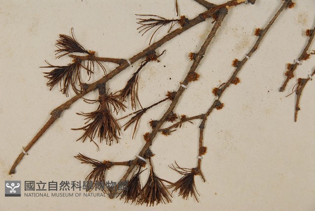 雪松藏品圖，第3張