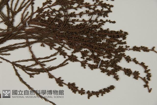 池杉藏品圖，第3張