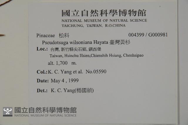 臺灣黃杉藏品圖，第2張