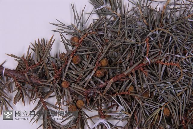 刺柏藏品圖，第3張