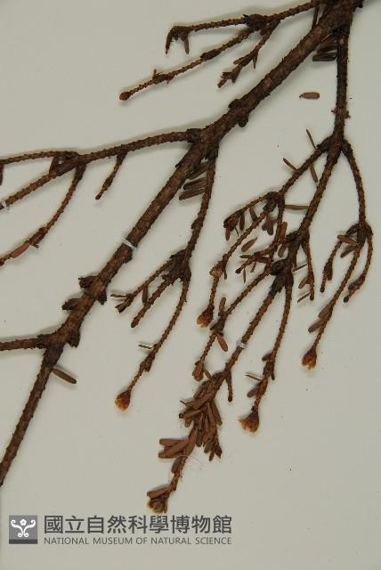 Taiwan hemlock Collection Image, Figure 3, Total 4 Figures
