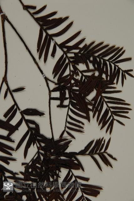 臺灣紅豆杉、紫杉、南方紅豆杉藏品圖，第3張