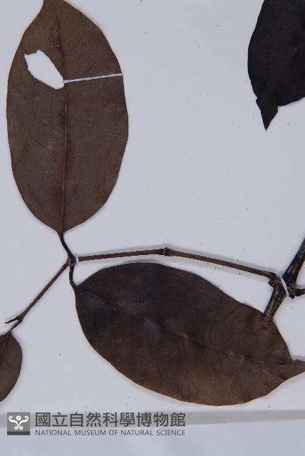 買麻藤藏品圖，第3張