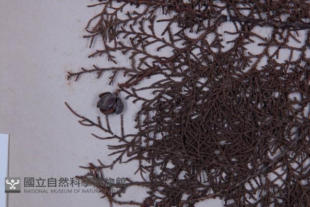 側柏藏品圖，第3張