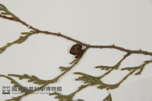 柏木、柏樹藏品圖，第3張