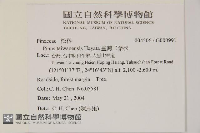 臺灣二葉松藏品圖，第2張