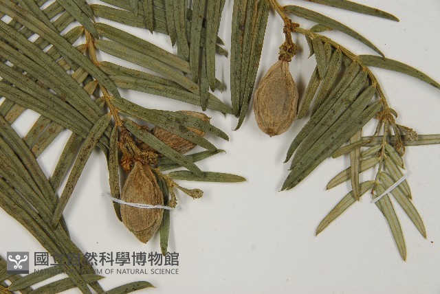 臺灣粗榧、台灣三尖杉藏品圖，第3張