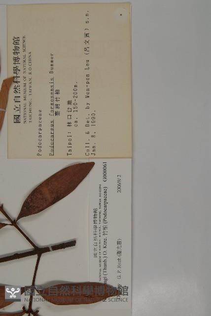 竹柏藏品圖，第2張