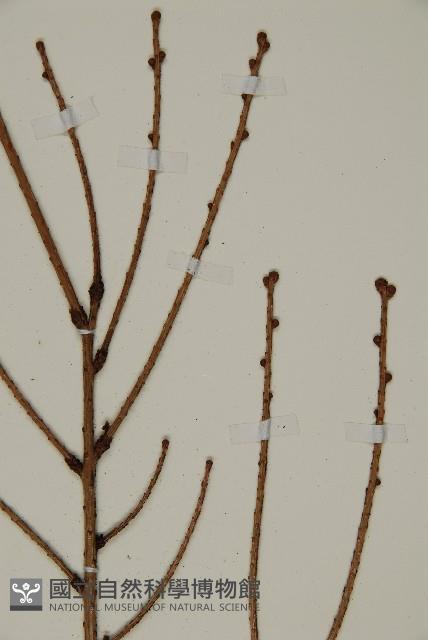 雲南鐵杉藏品圖，第3張